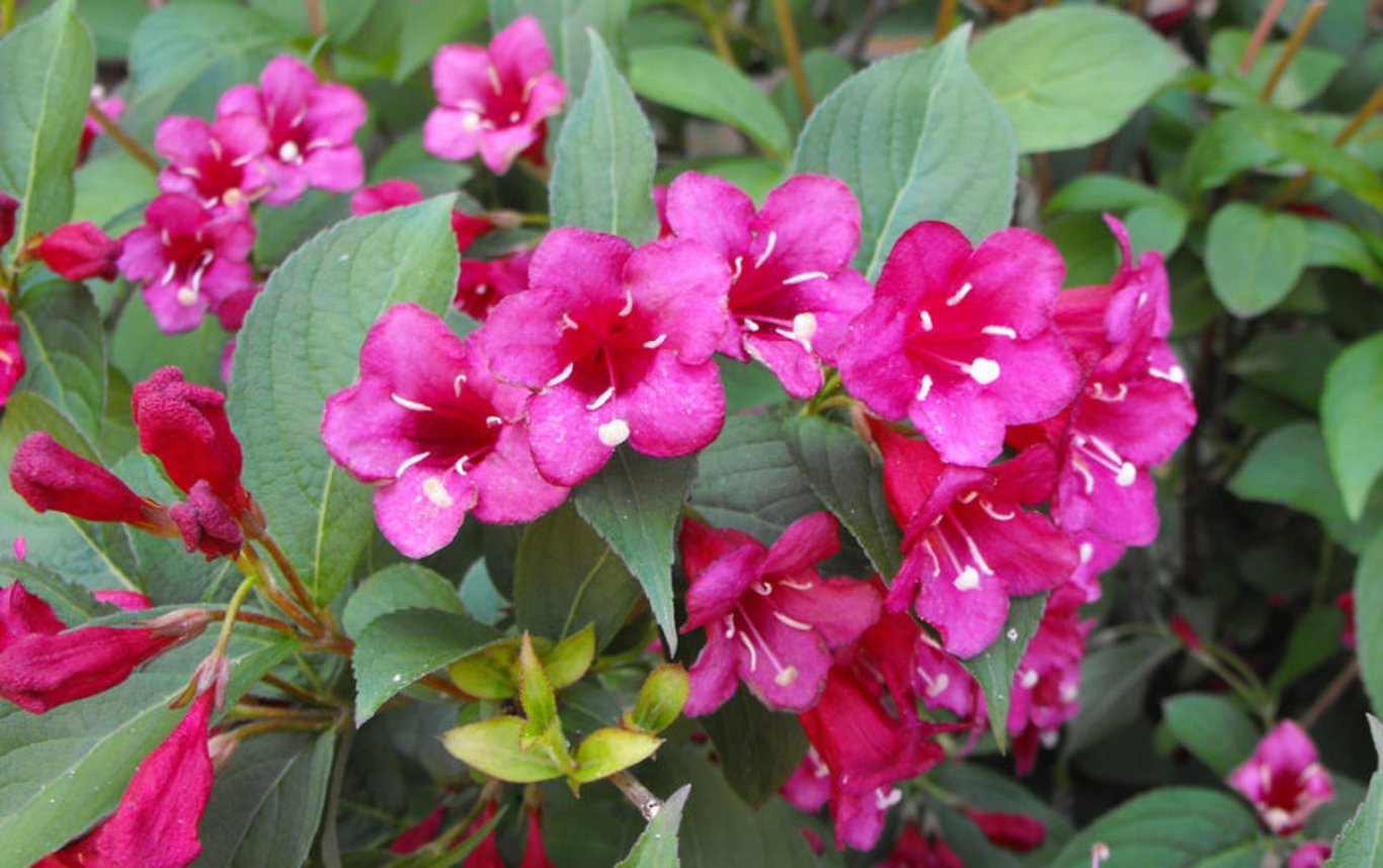 Weigela 'Bristol Ruby' - 60-100 CM bare root 0/2 3-4 branche